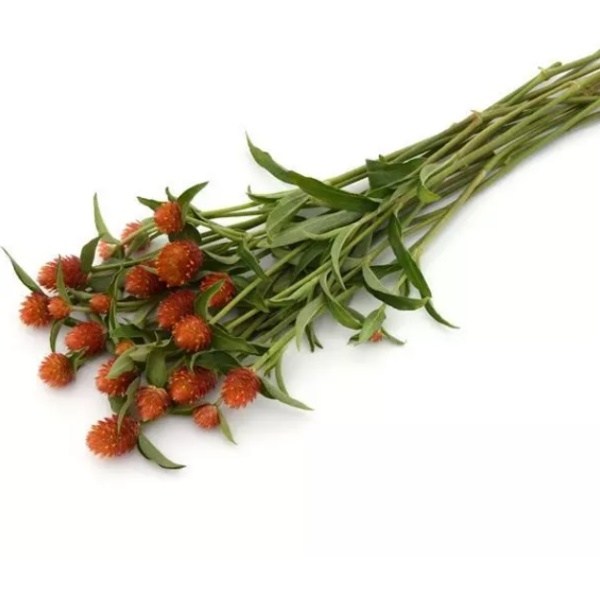 gomphrena qis orange5